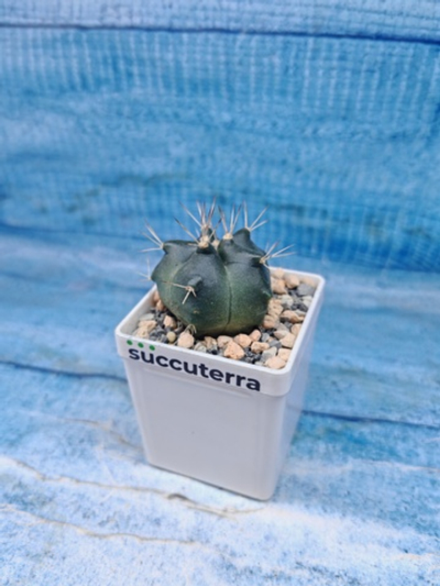 Echinocereus Knippelianus (Эхиноцереус 5 ребер)