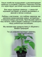 Малина Нектарная гибрид малины и княженики