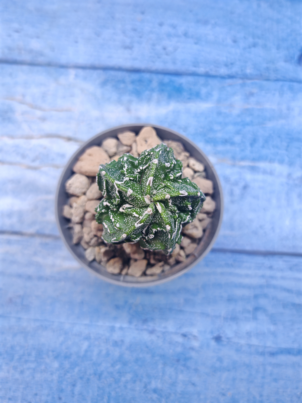 Astrophytum Myriostigma Fukuryu (Астрофитум)