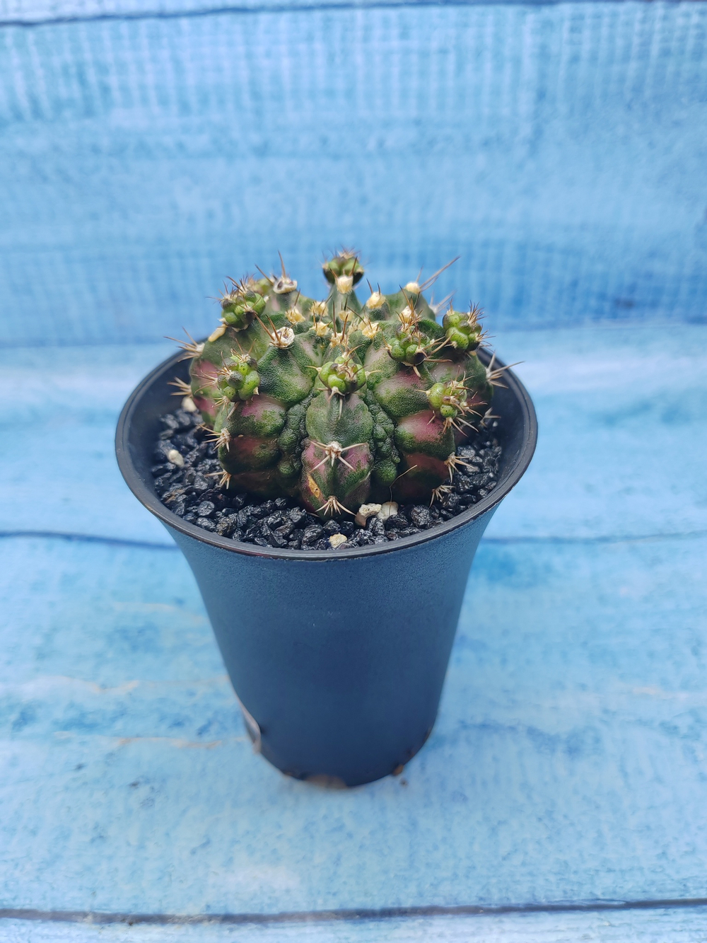 Gymnocalycium T-Rex Pink hybride (Гимнокалициум T-rex)