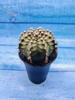 Gymnocalycium T-Rex Pink hybride (Гимнокалициум T-rex)