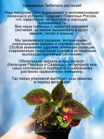 Колеус Мистер Вондерфул вегетативный
