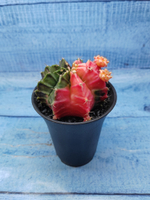 Gymnocalycium Variegata (Гимнокалициум Вариегатный)