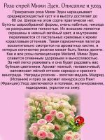 Роза Мими Эден спрей букетная
