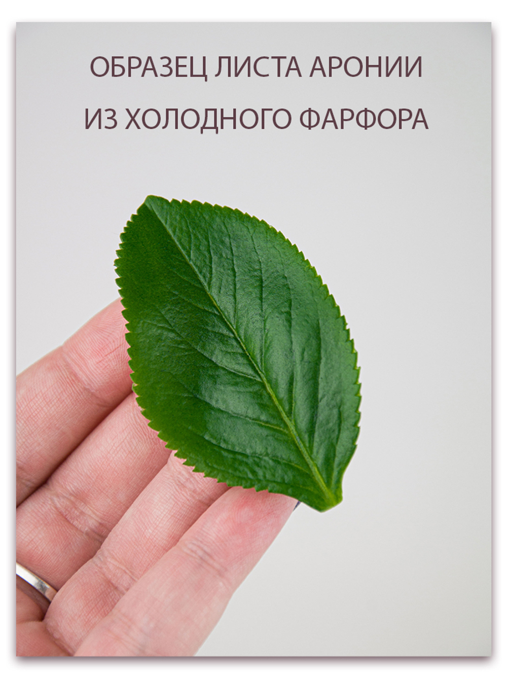 Лист аронии малый (черноплодная рябина)