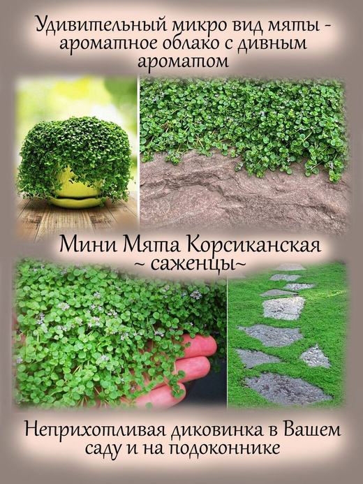 Микро мята Корсиканская ароматная мини
