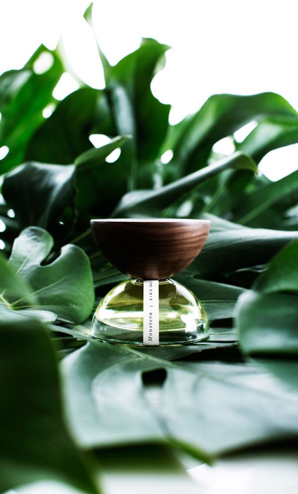 Xinu Monstera