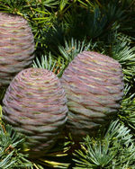 CEDARWOOD ATLAS P&N EO / КЕДР АТЛАСКИЙ Э.М. CAS 92201-55-3 , 8023-85-6
