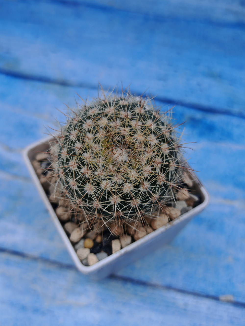 Matucana Roseoalba (Матукана)