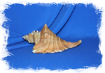 Cymatium etcheversi, Циматиум этчеверси