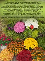 Хризантема Золотой Эльф мультифлора