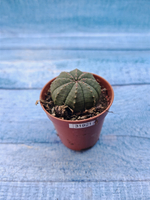 Euphoria Obesa (Эуфорбия)