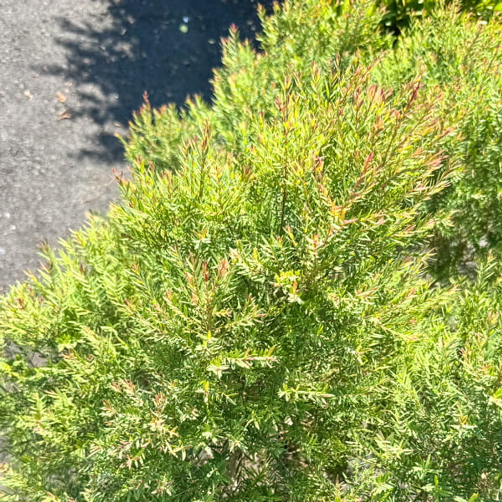 Можжевельник ароматный – Juniperus Sp. Som Hom
