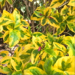 Граптофиллум расписной желтый – Graptophyllum pictum golden