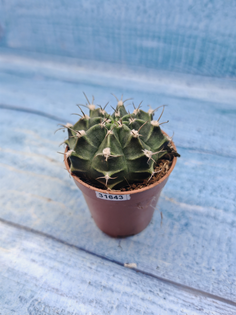 Gymnocalycium Friedrichii (Гимнокалициум)