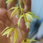 Орхидея COELOGYNE ROCHUSSENII