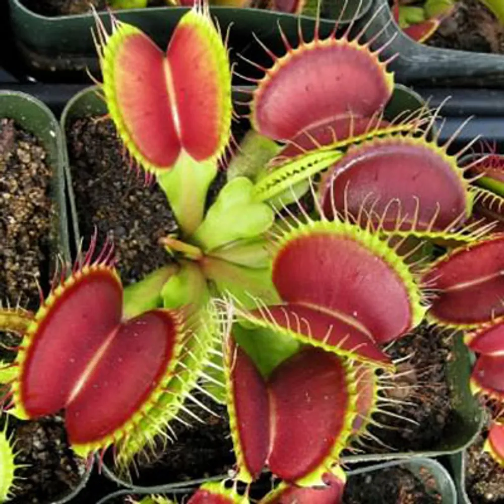 Венерина Мухоловка Dionaea Muscipula семена 5 шт