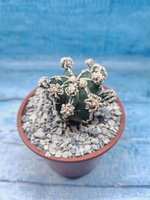 Astrophytum Myriostigma "Hakujo Fukuryu" (Астрофитум)