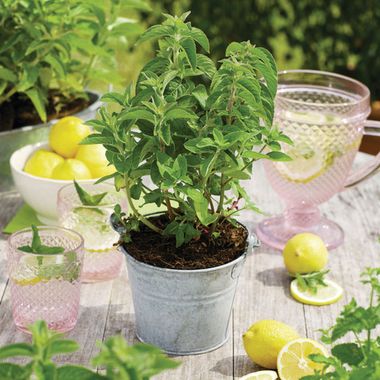 5005 Мята LEMON FRESH (Весна 2026)