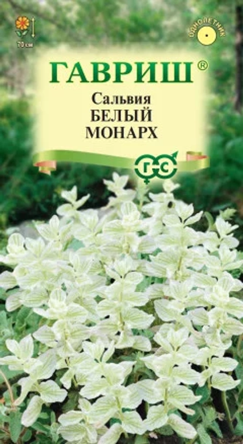 Сальвия горминовая Белый монарх