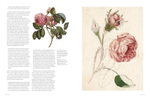 The Rose: The History of the World's Favourite Flower Told Through 40 Extraordinary Roses