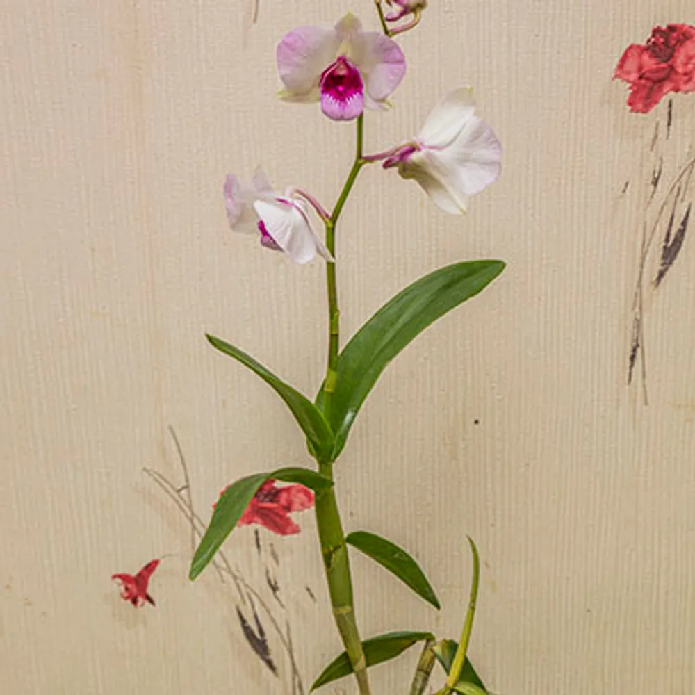Дендробиум-Фаленопсис (Dendrobium Phalaenopsis) 4938