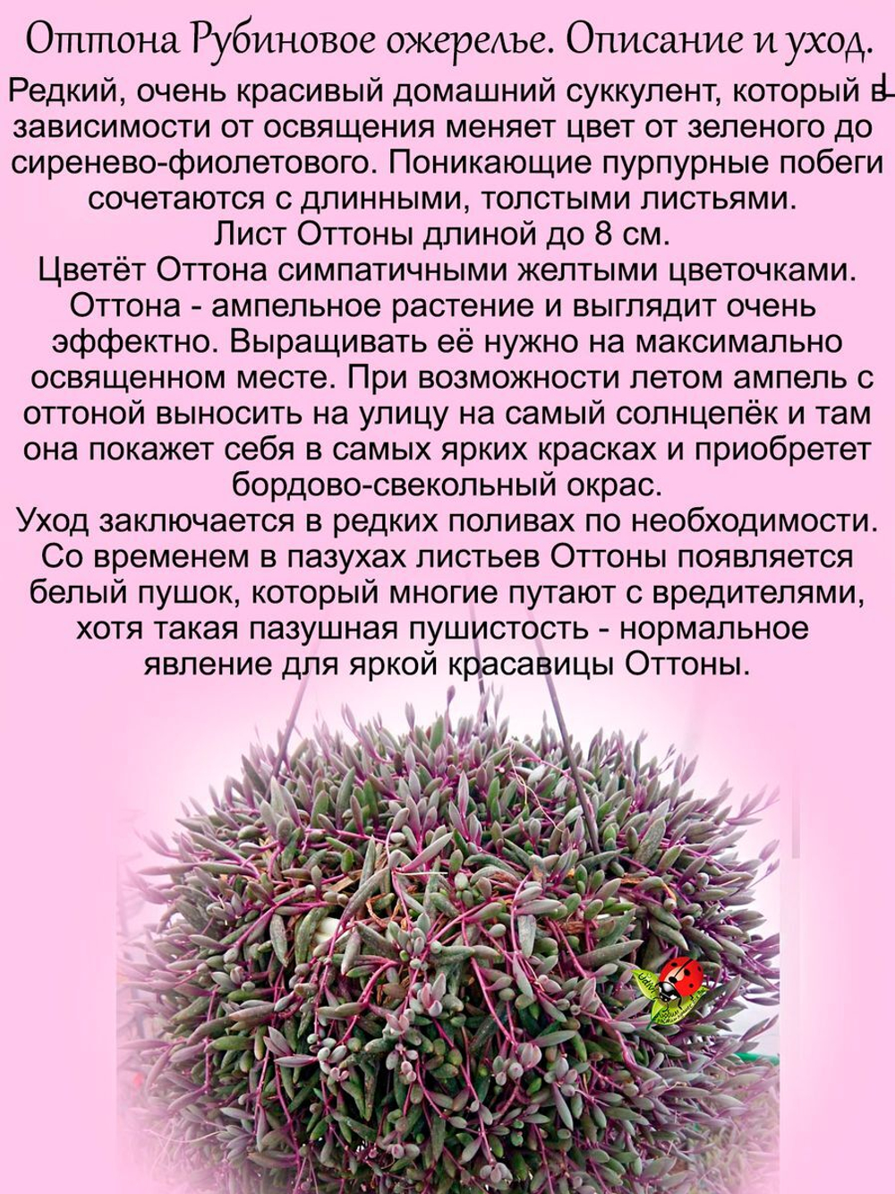 Оттона Рубиновое ожерелье суккулент ампельный