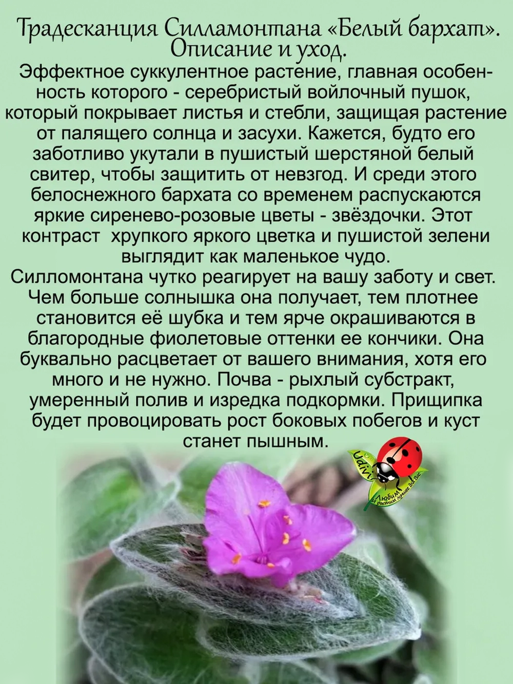 Традесканция Силламонтана Белый бархат