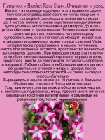 Петуния Бланкет Розовая звезда мощная