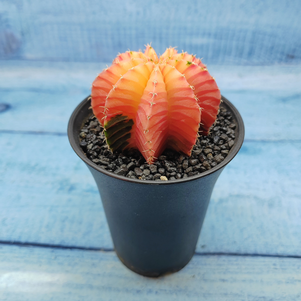 Gymnocalycium Variegata (Гимнокалициум Вариегатный)