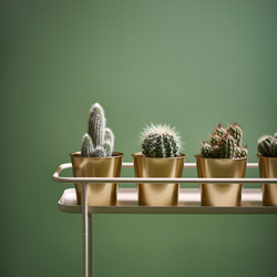 IKEA CACTACEAE  (ИКЕА САСТАСЕАЕ)  -  Растение в горшке - кактус 12 см