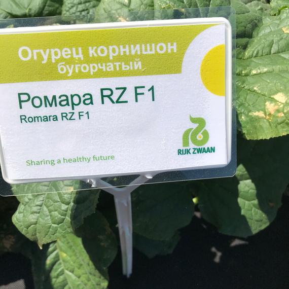 РОМАРА F1 семена огурца (Rijk Zwaan | Alexagro) – фото 5