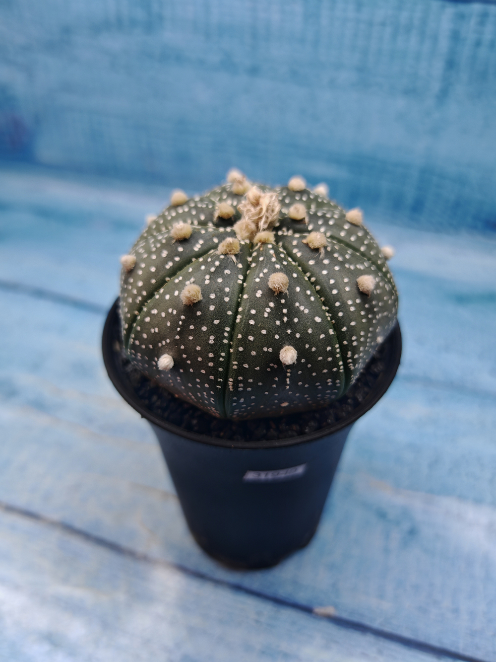 Astrophytum Asterias (Астрофитум)