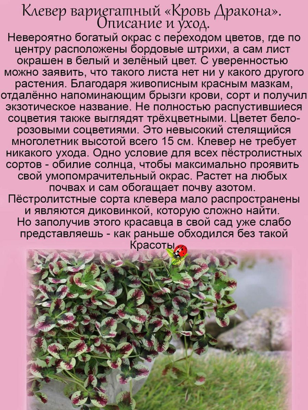 Клевер вариегатный Кровь Дракона Dragon Blood пёстролистный