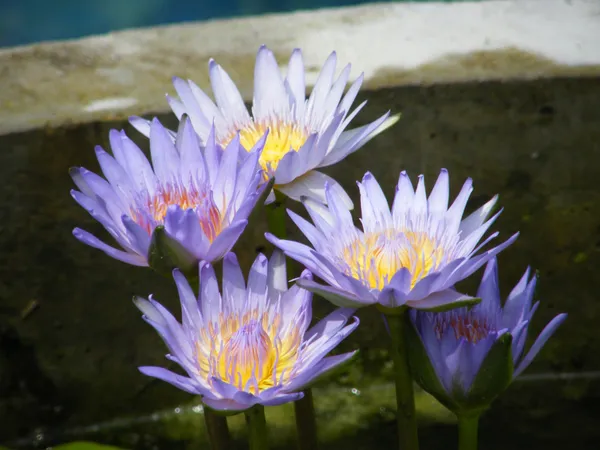 Нимфея Blue Water Lily