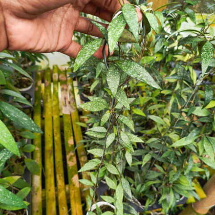 Хойя PARVIFLORA
