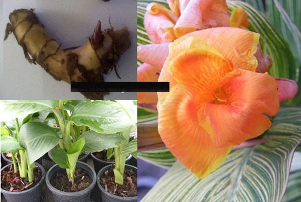 Канна Индийская Canna Indica Orange Splash корневище