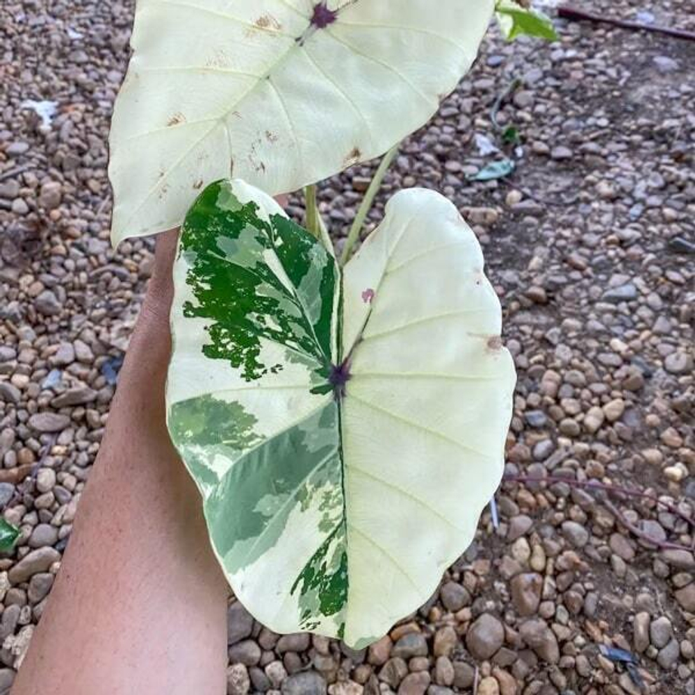 Колоказия WHITE PHARAOH