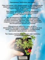 Герань Белый кашемир многолетняя садовая