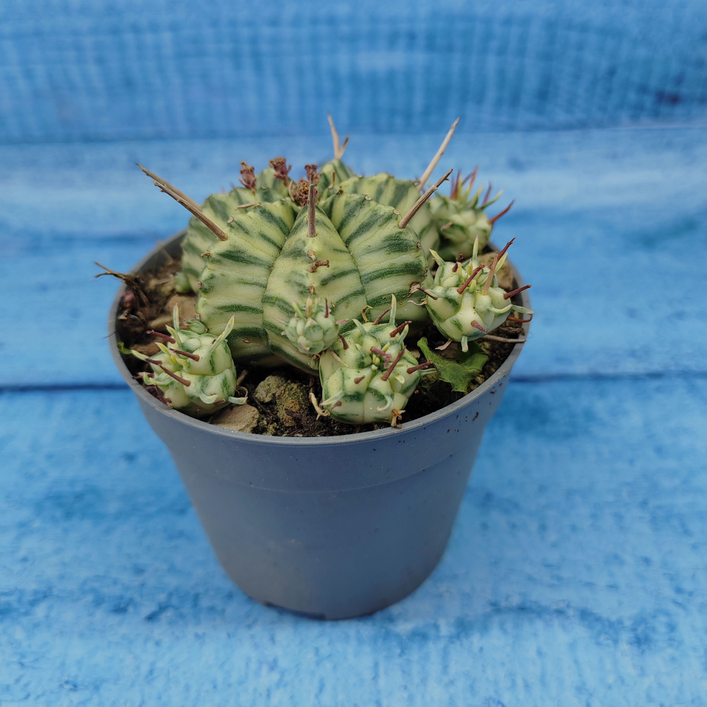 Euphorbia meloformis f. Variegated (Эуфорбия вариегатная)
