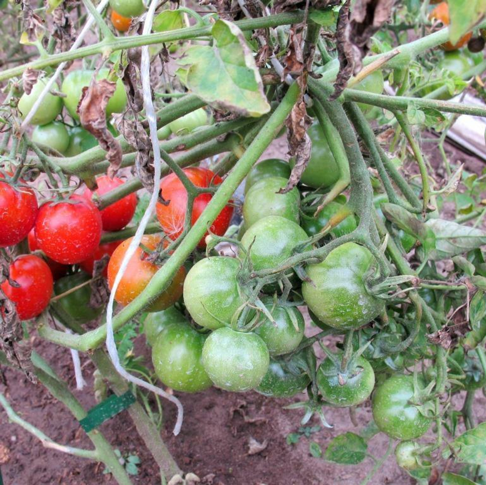 Помидоры Финский Карлик - Tomato Finnish Dwarf (Suomen kääpiö)