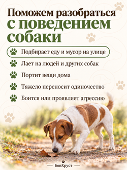 Онлайн-консультация кинолога, 30 минут