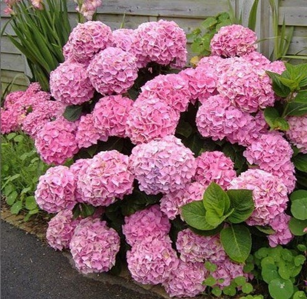 "Блум Стар пинк" («Bloom Star pink"») сентябрь-октябрь 2027 г.