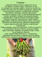 Спаржа Мэри Вашингтон деликатесная