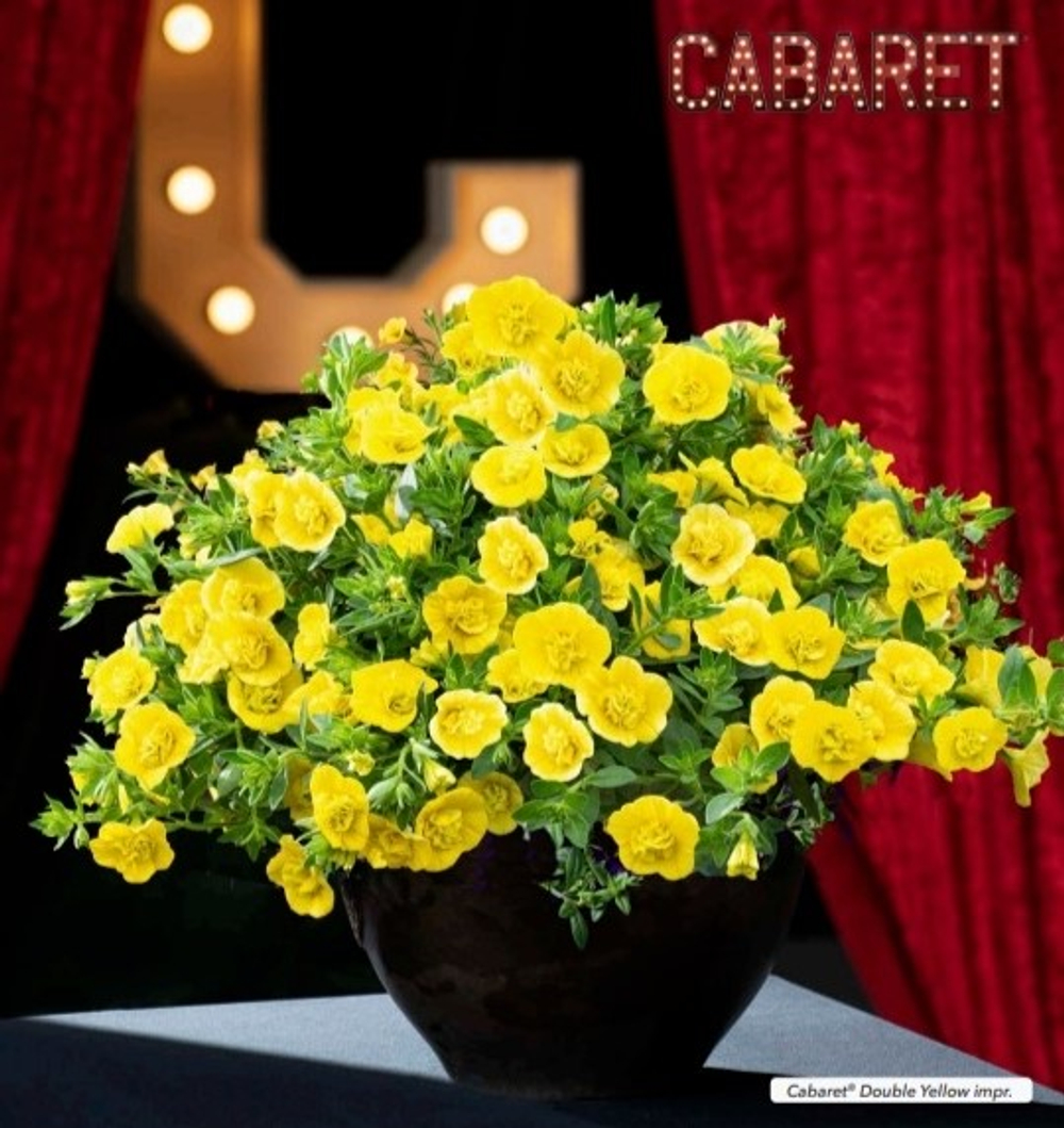 ЕВРО Калибрахоа Cabaret® Double Yellow Impr. укоренный черенок начало/середина февраля поставка 13 Florensis