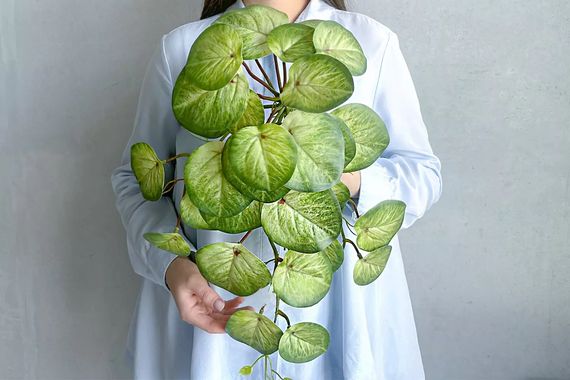 Куст Пеперомии ампельный
