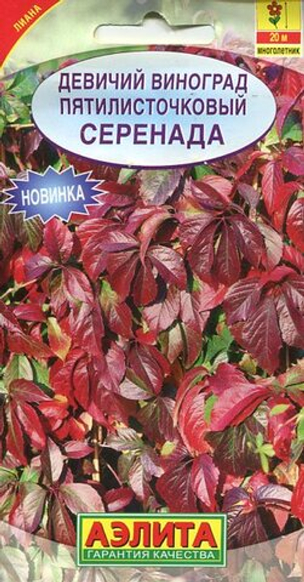 Виноград Девичий Серенада  10шт Аэлита