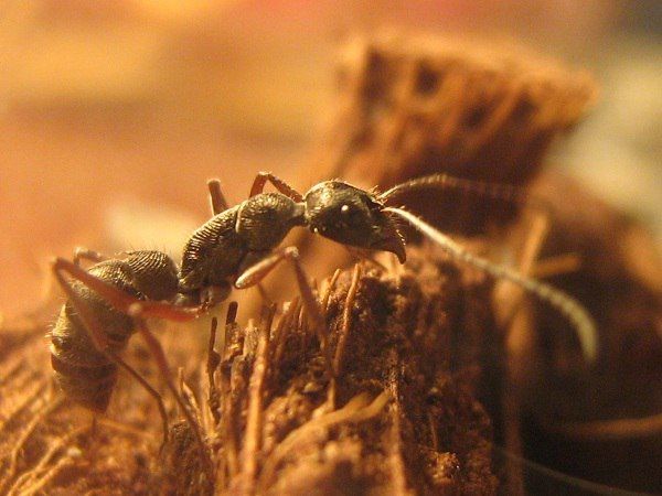 Diacamma rugosum Diacamma rugosum