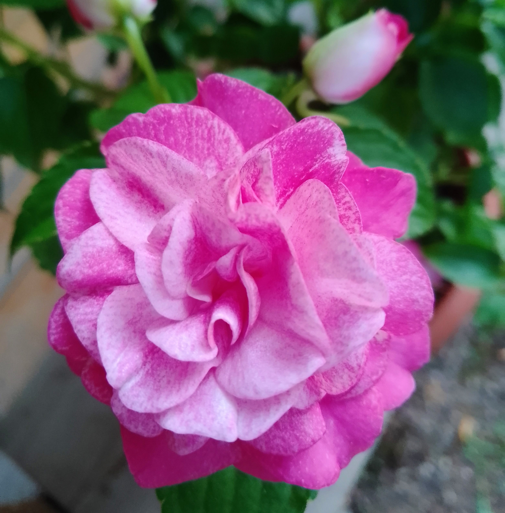 Бальзамин Fiesta Stardust Pink укорененный черенок